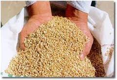 Argentina: Cuando luchar por la semilla es luchar contra el capitalismo