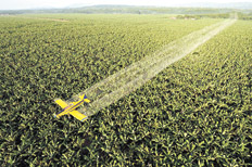 Vergüenza en el Concejo de Rosario