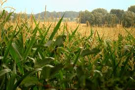 Premios Nobel al servicio de Monsanto y Syngenta