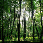 bosque-bialowiesa_0