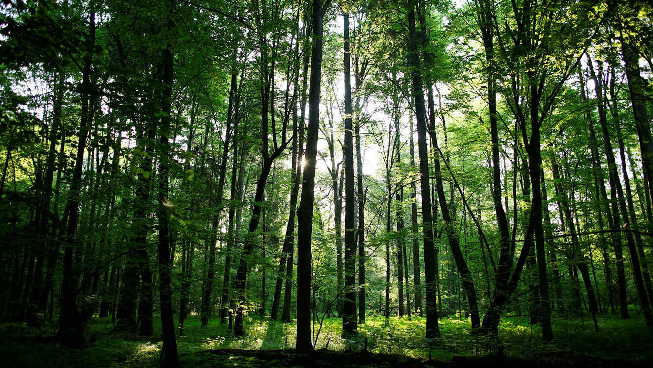 Amparo contra el proyecto de Ley de Bosques en Córdoba