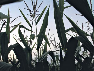 El cuento de lo apolítico para hacer lobby