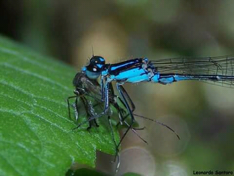 No son los ratones, no son los mosquitos